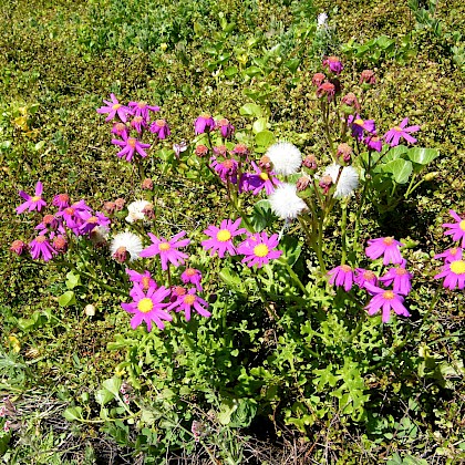 Weed quiz teaser image