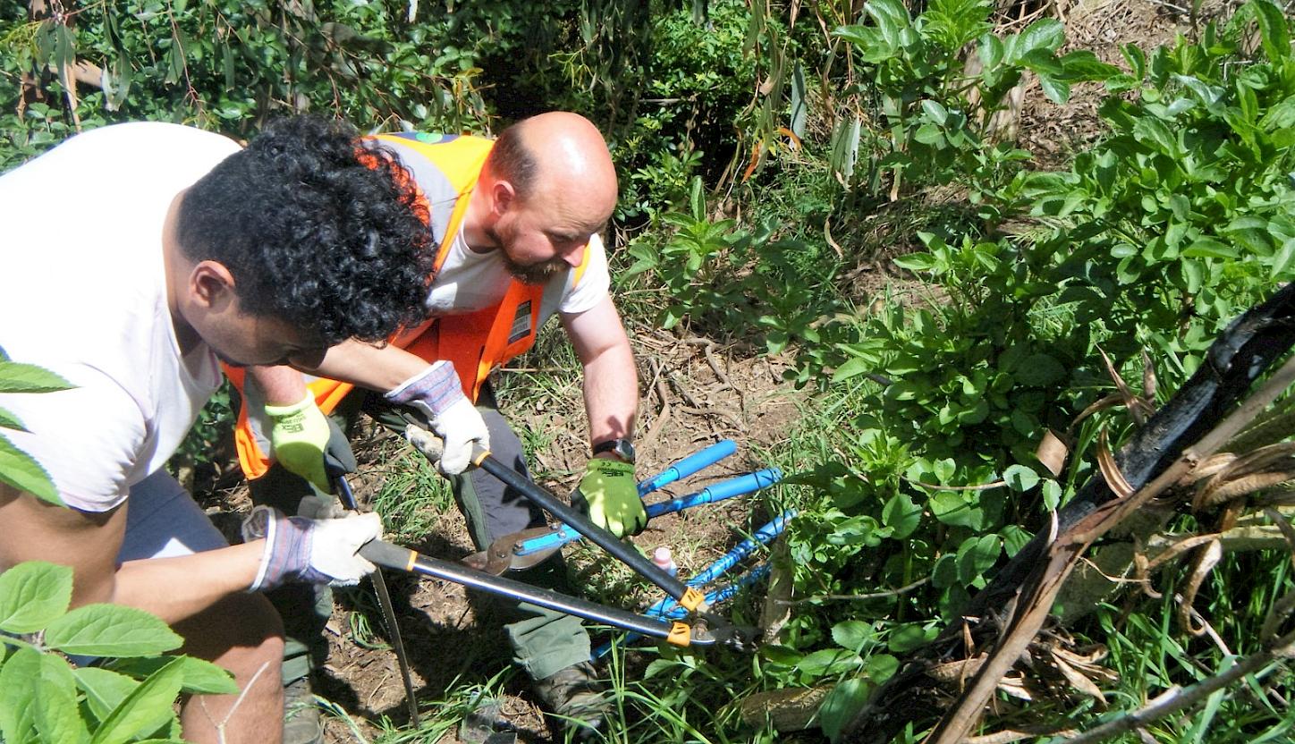 Elderberry control