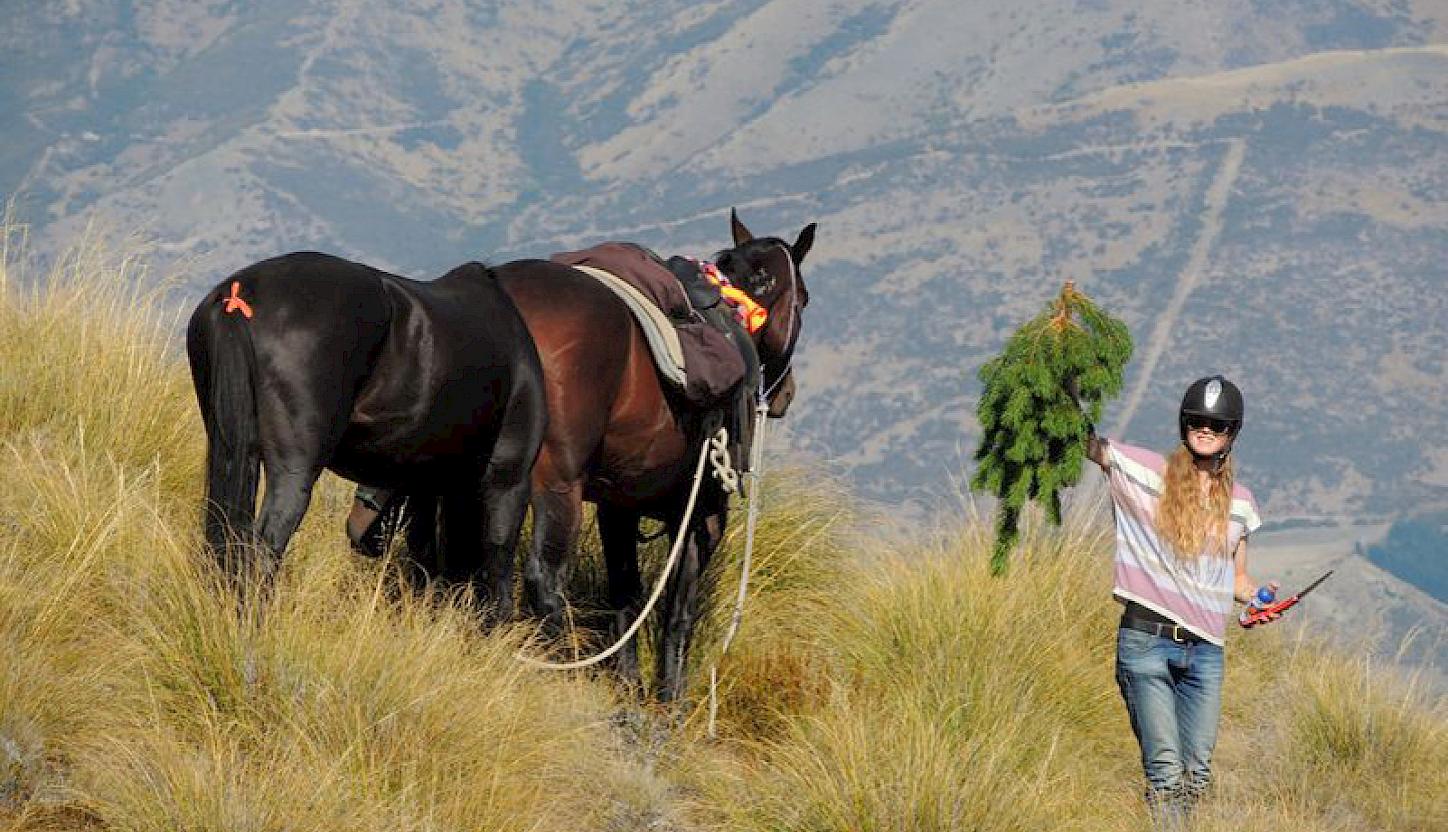 Killing pines on horse back