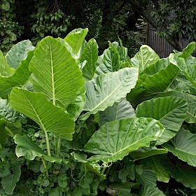 Elephant ear