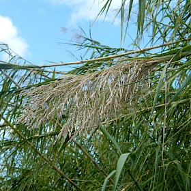 Giant reed