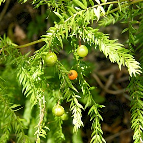 Climbing asparagus