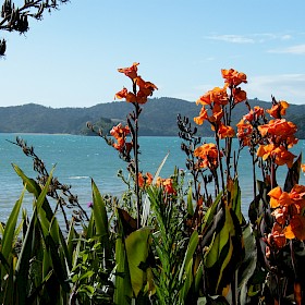 Canna lily