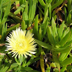 Ice plant