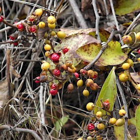 Climbing spindle berry