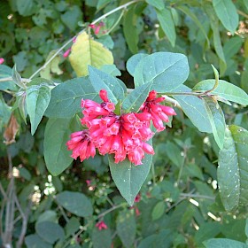 Red cestrum