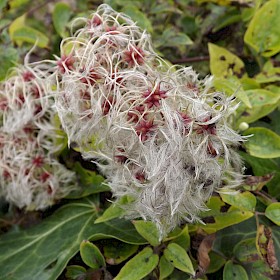 Old man’s beard