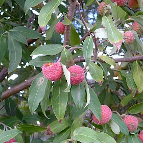 Strawberry dogwood