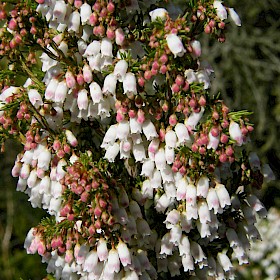 Spanish heath