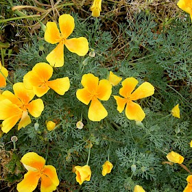 Californian poppy