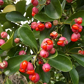 Japanese spindle tree