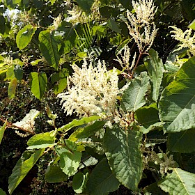 Giant knotweed