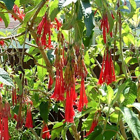 Bolivian fuchsia