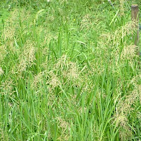 Reed sweet grass