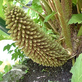 Chilean rhubarb