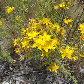 St John’s wort