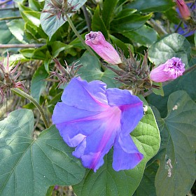 Blue morning glory