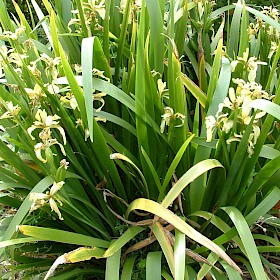 Stinking iris