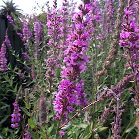 Purple loosestrife