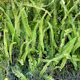 Tuber ladder fern