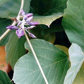 Kudzu vine