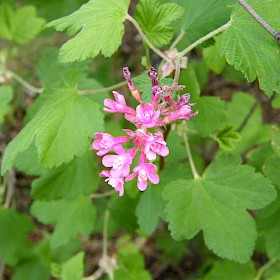 Flowering currant