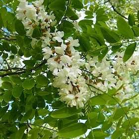 False acacia