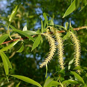 Crack willow