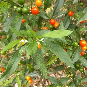 Jerusalem cherry