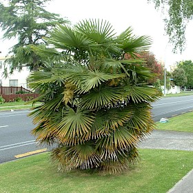 Chinese windmill palm