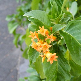 Orange cestrum