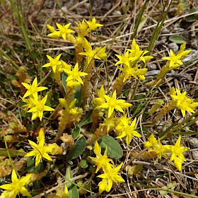 Stonecrop