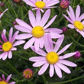 Pink ragwort