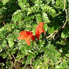 Cape honeysuckle